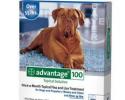 Advantage for Dogs Over 55 Pounds