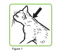 Assurity for Cats application illustrations