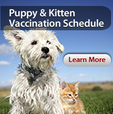 Low Cost Mobile Pet Vaccination Clinics, Animal Hospitals ...