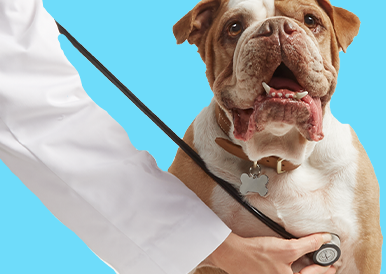 Low Cost Mobile Pet Vaccination Clinics, Animal Hospitals and Pet Meds -  VETCO at PETCO